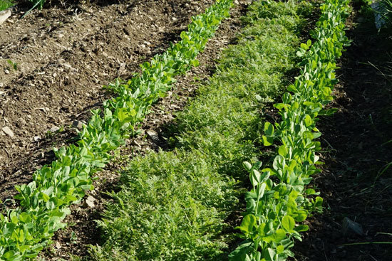 Conseil en écojardinage et jardinage nourricier 