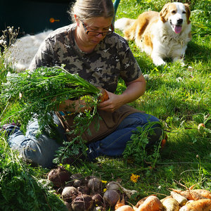 Récolte des carottes et des betteraves