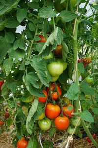 De belles tomates (sous tunnel)